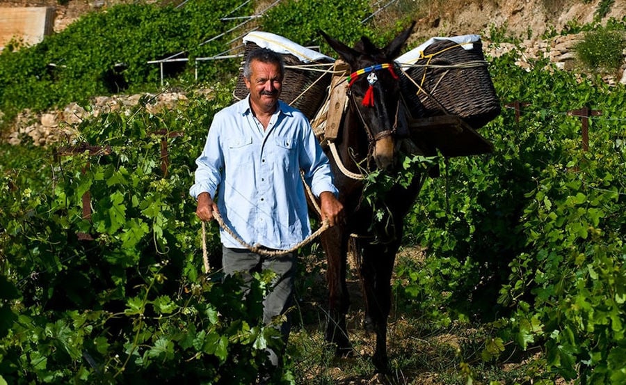 man with donkey carrying two wood baskets into 'Manalis Winery' vineyards